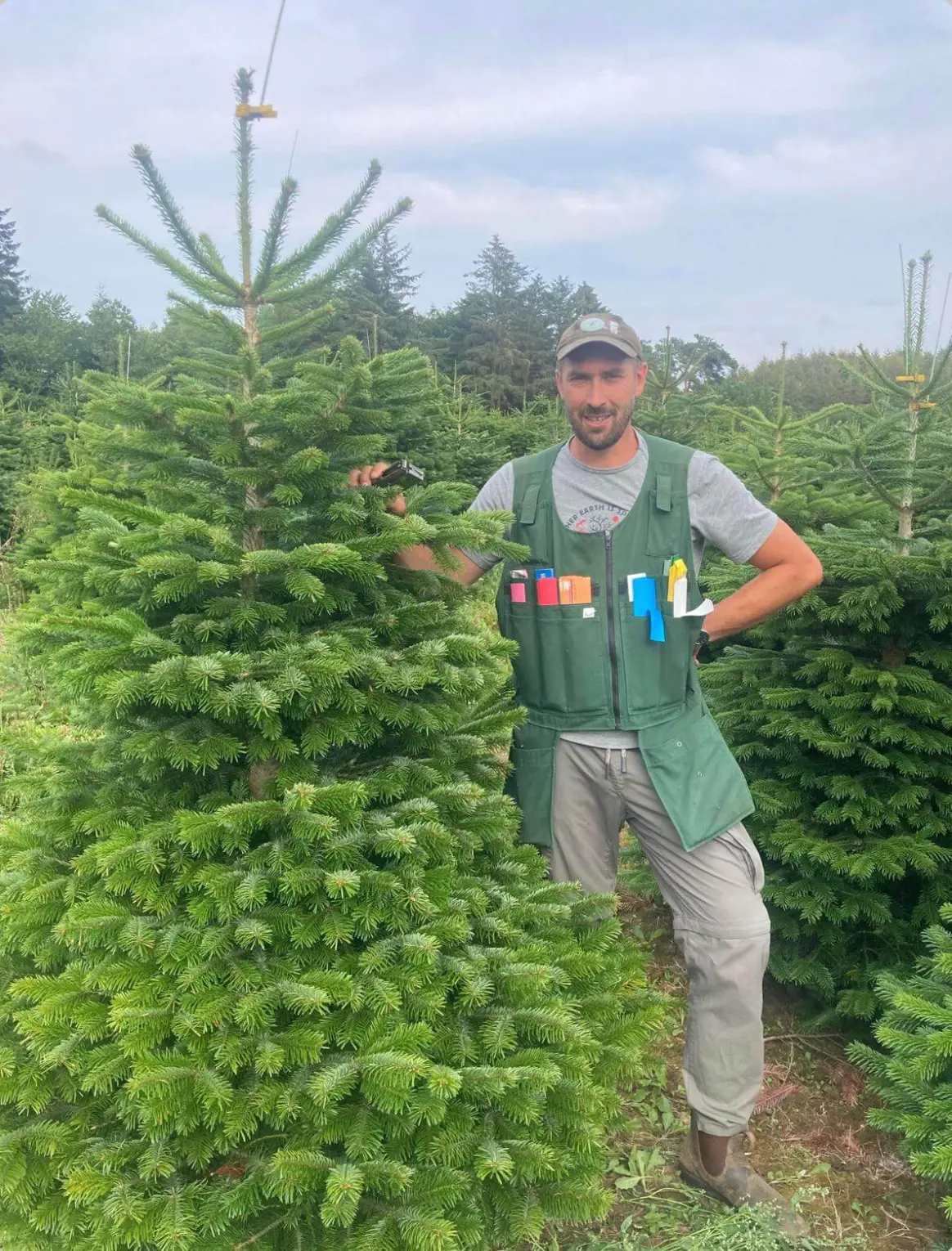 Medarbejder fra Hørslev Julemarked blandt Nordmannsgran-juletræer