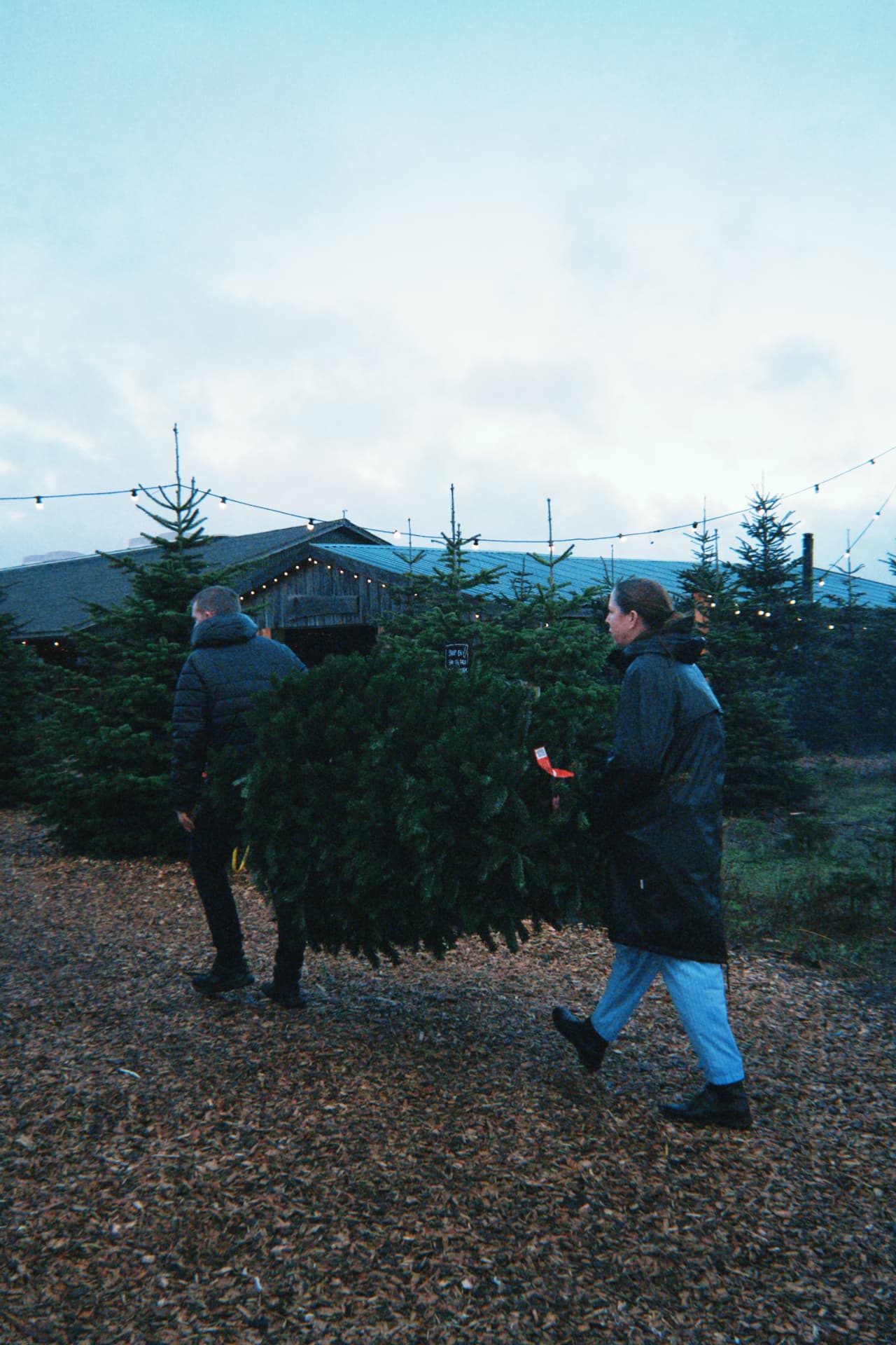 Gæster bærer et nyfældet juletræ gennem plantagen